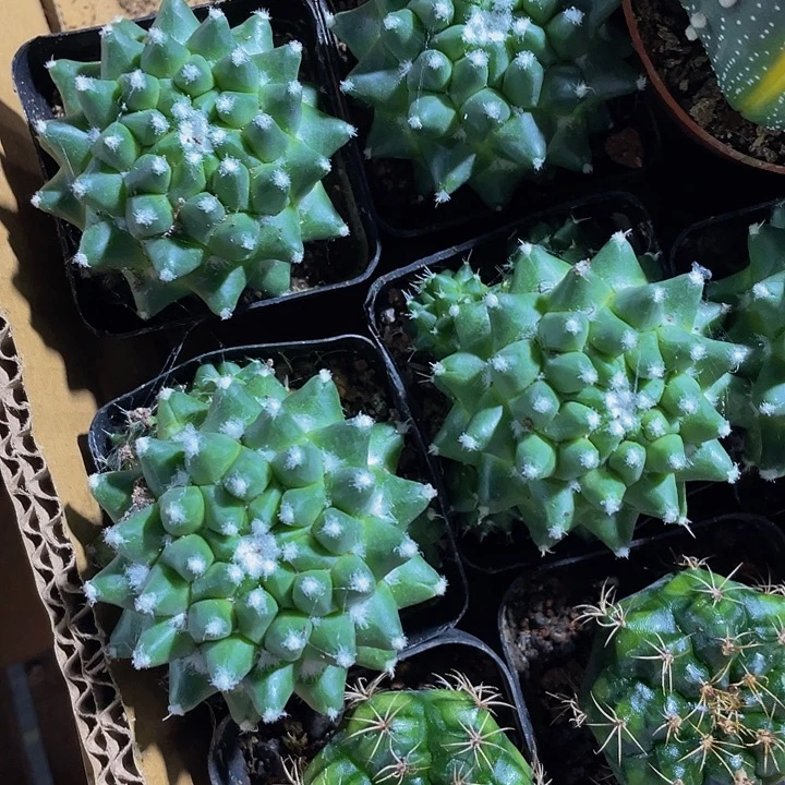 雪糕刺球带盆土发货