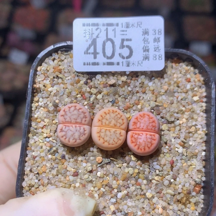 精品生石花211.405疤特