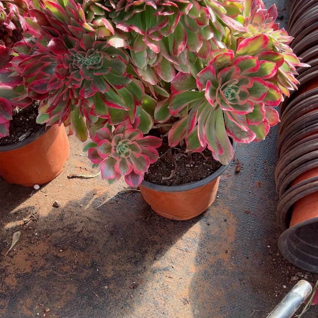 557 号多肉植物法师