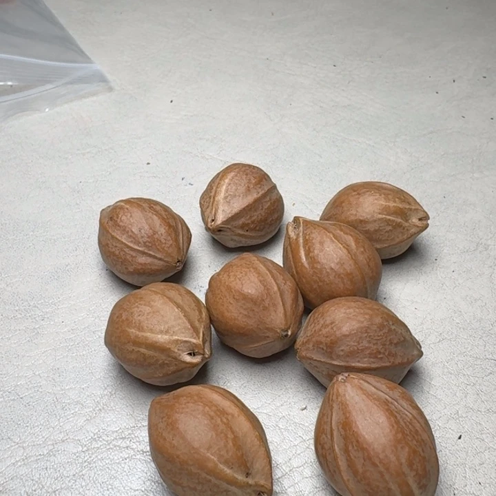 舍***？手串/手链橄榄核橄榄核2.1