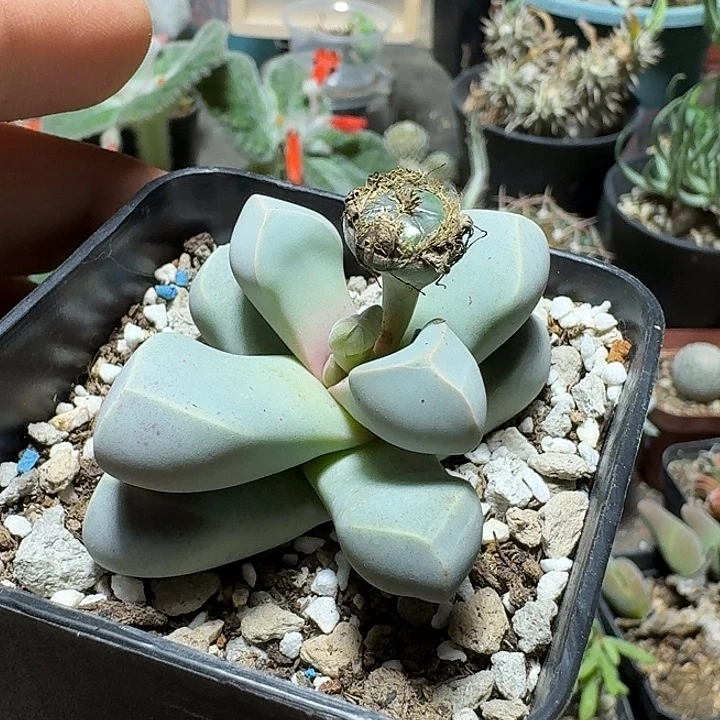 653魔玉脱土发货实生