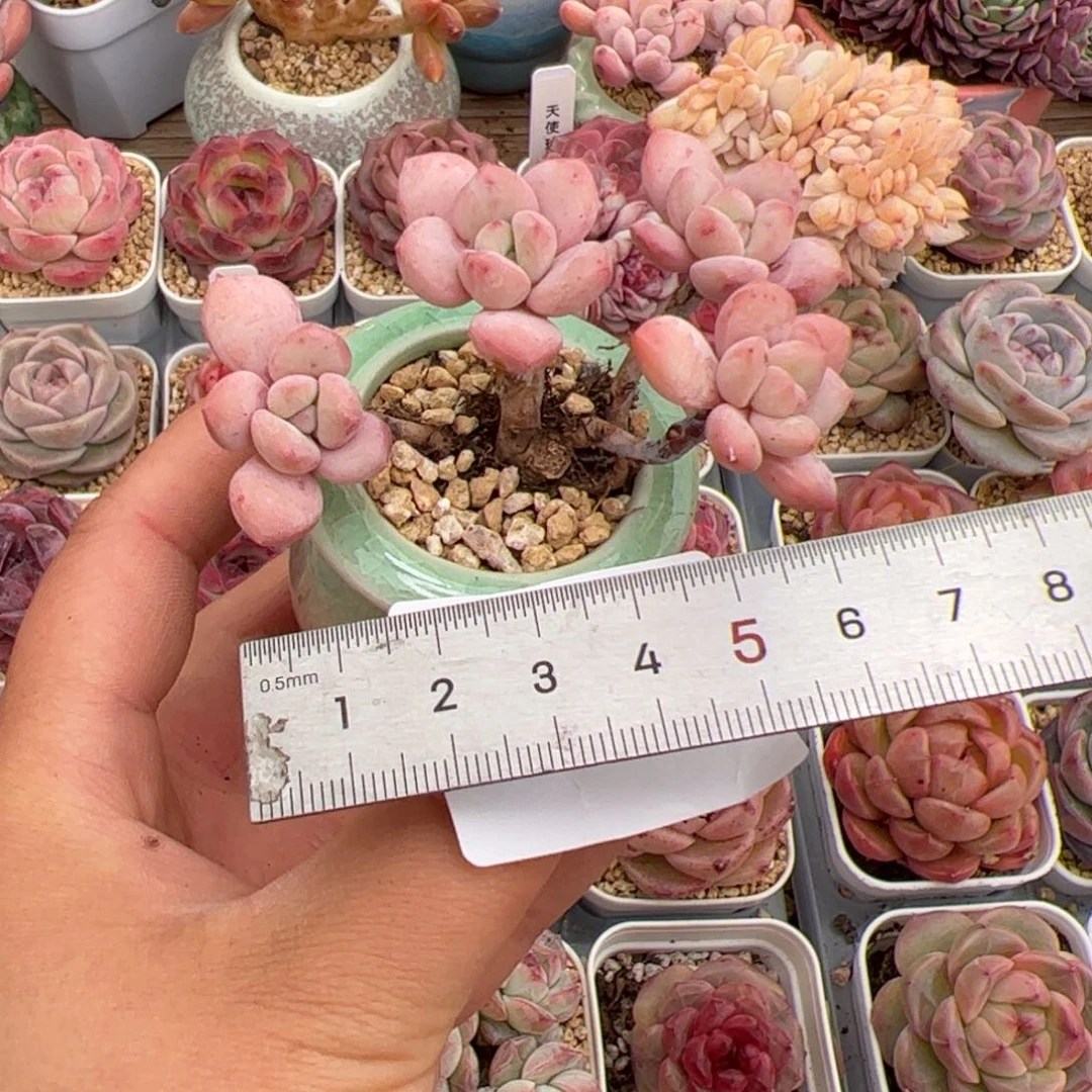 可***主619 多肉植物组合盆栽