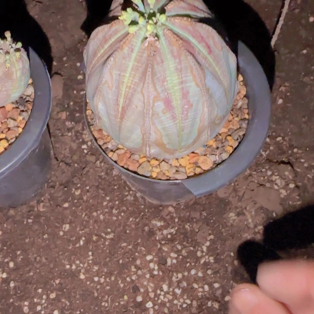 y****i块根植物块根植物