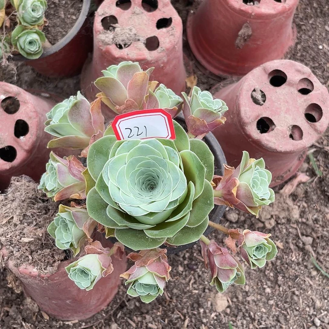 山地玫瑰多肉 221