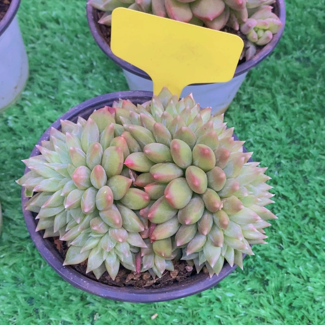 玩***?开心多肉植物多肉