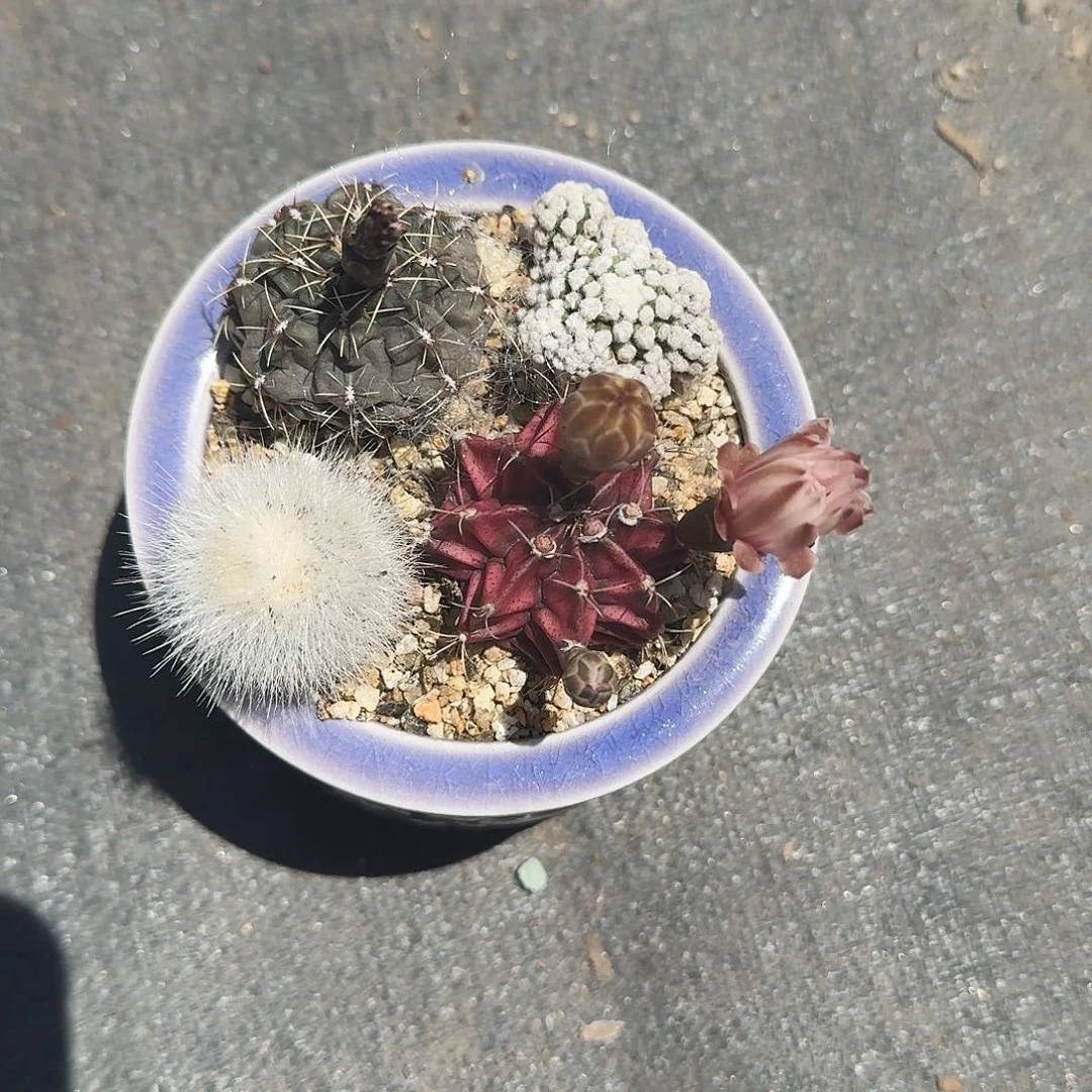 仙人球拼盘多肉植物