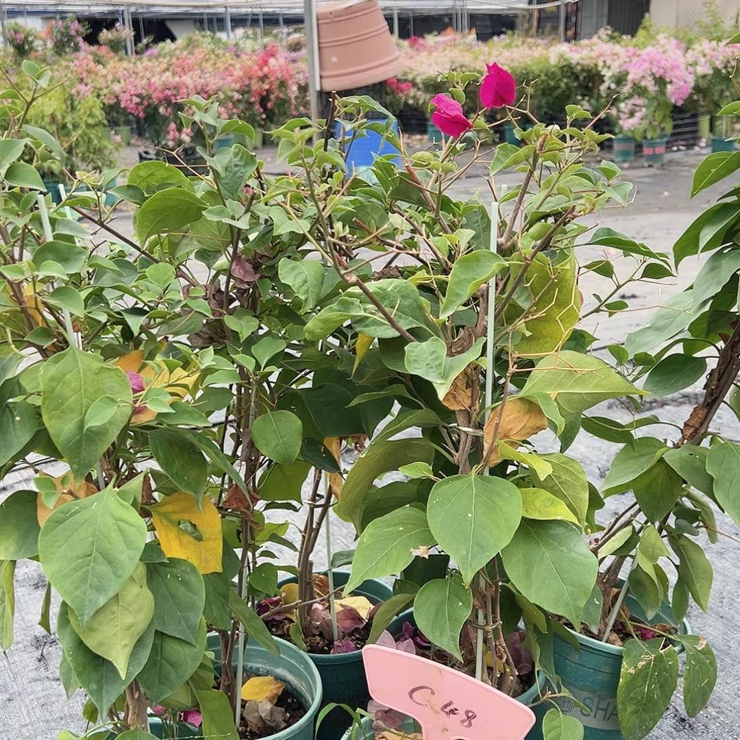大部分花苞少量开放C48黑玫瑰带竹一颗，掉花