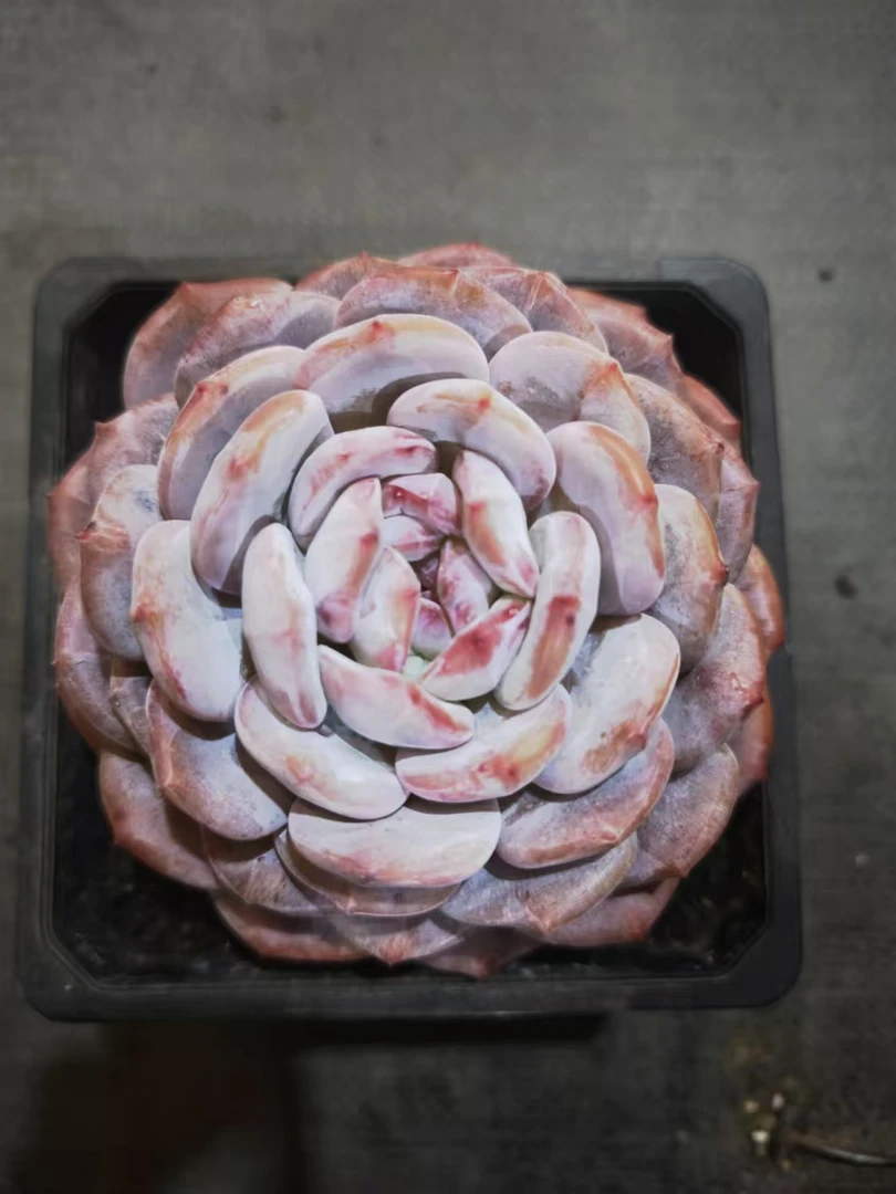 15#万事橙多肉植物 前男友精品多肉