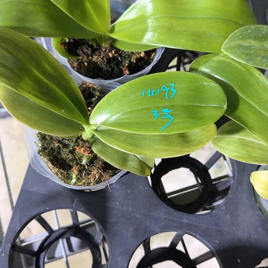 凌***霜无花朵3号111193苗