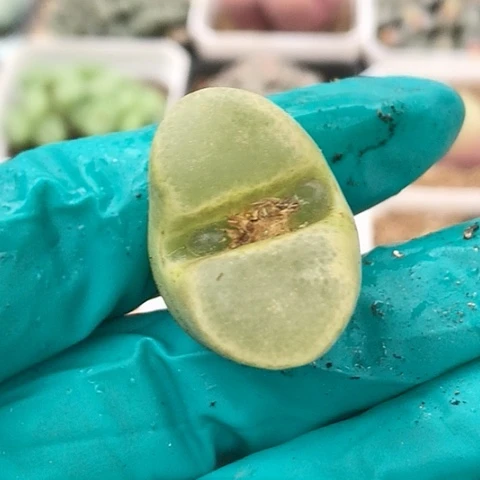 多肉肉锥 2.7Cm 香蕉风铃