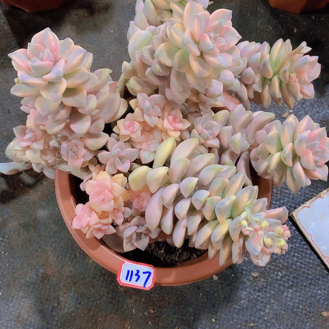 美杏锦1137 晓晓一物一拍