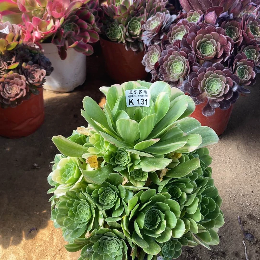 131五彩多肉法师断枝不包