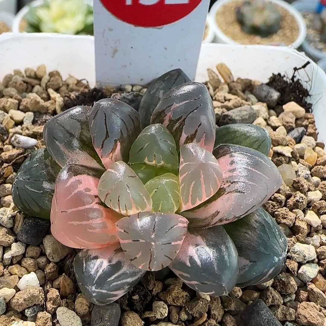 132号非组冰灯玉露锦4.3左右一物一拍带盆