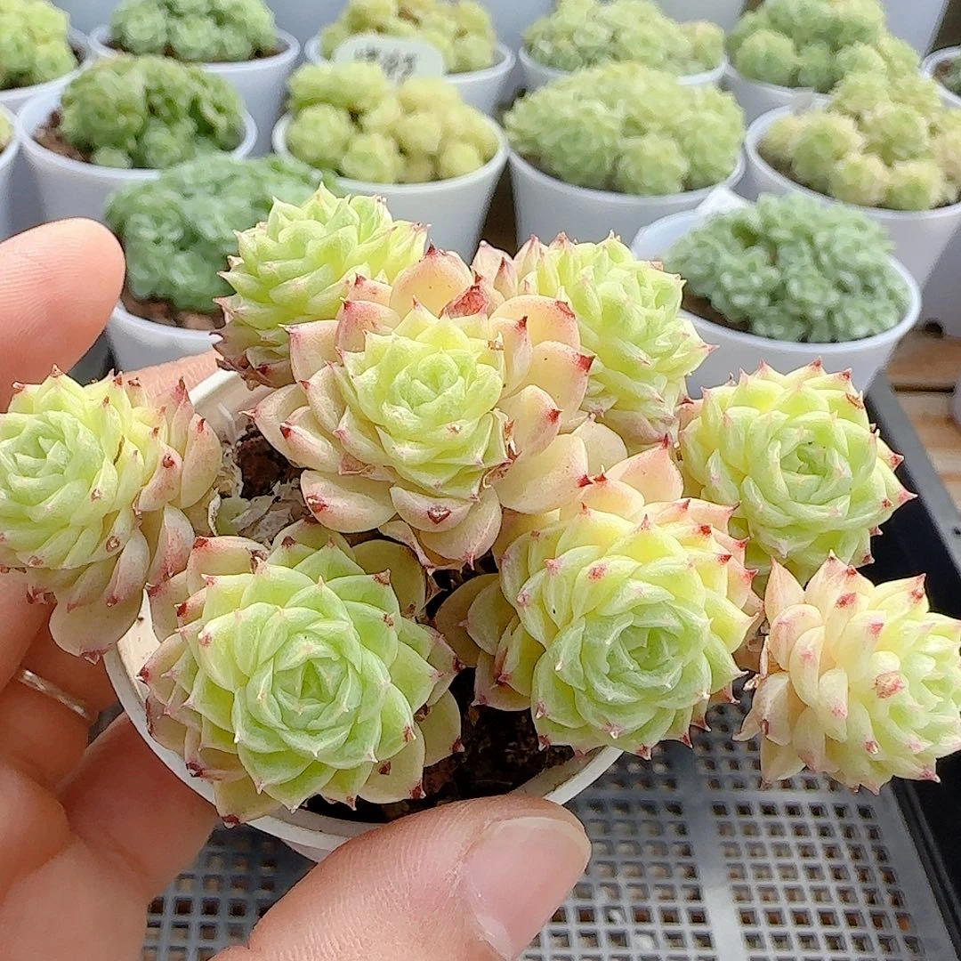 【闪购商品】0916-29