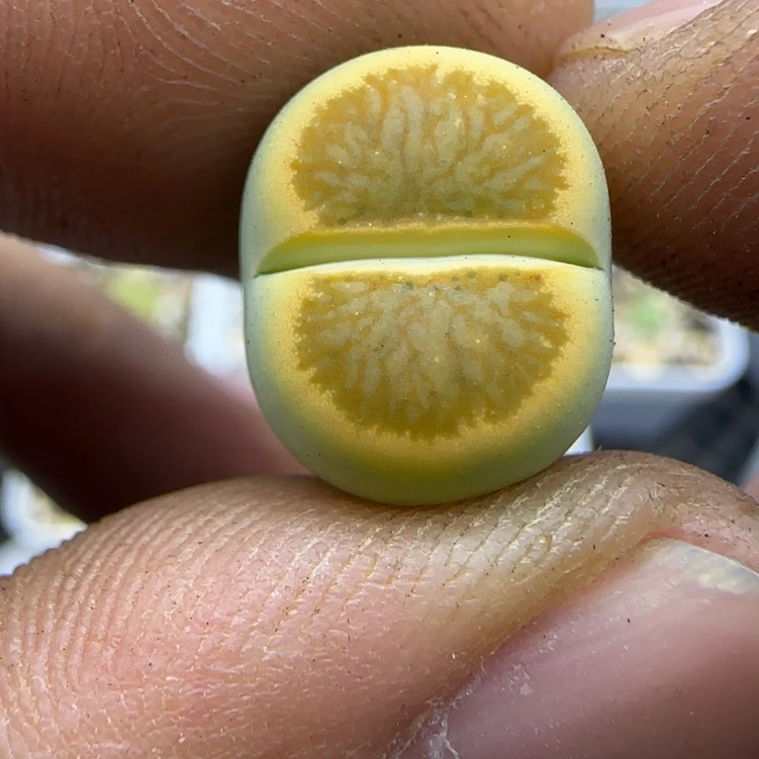 429 生石花大棚直播