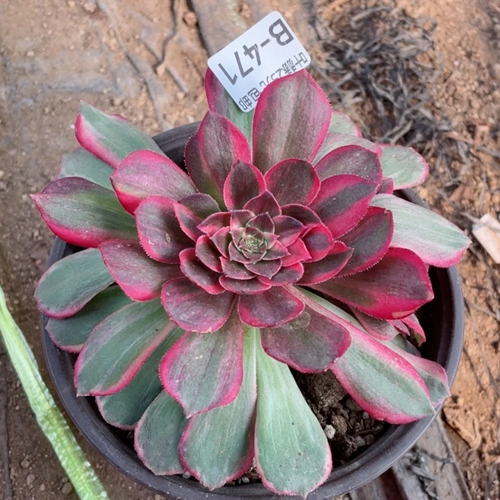 471黑膜锦多肉12345678