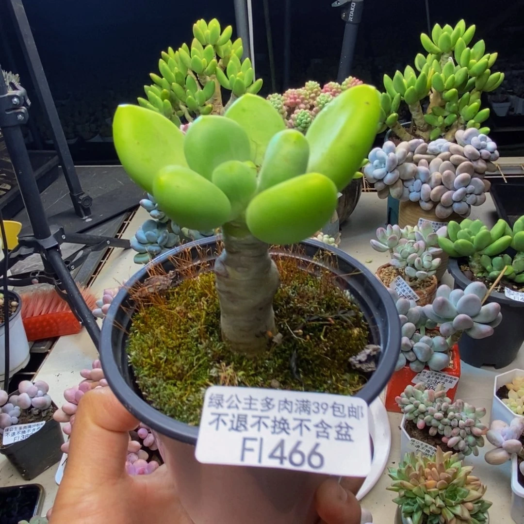 466金蟾芒果奶多肉4cm