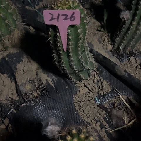 ℳ****清清3-281毛花柱有斑2126