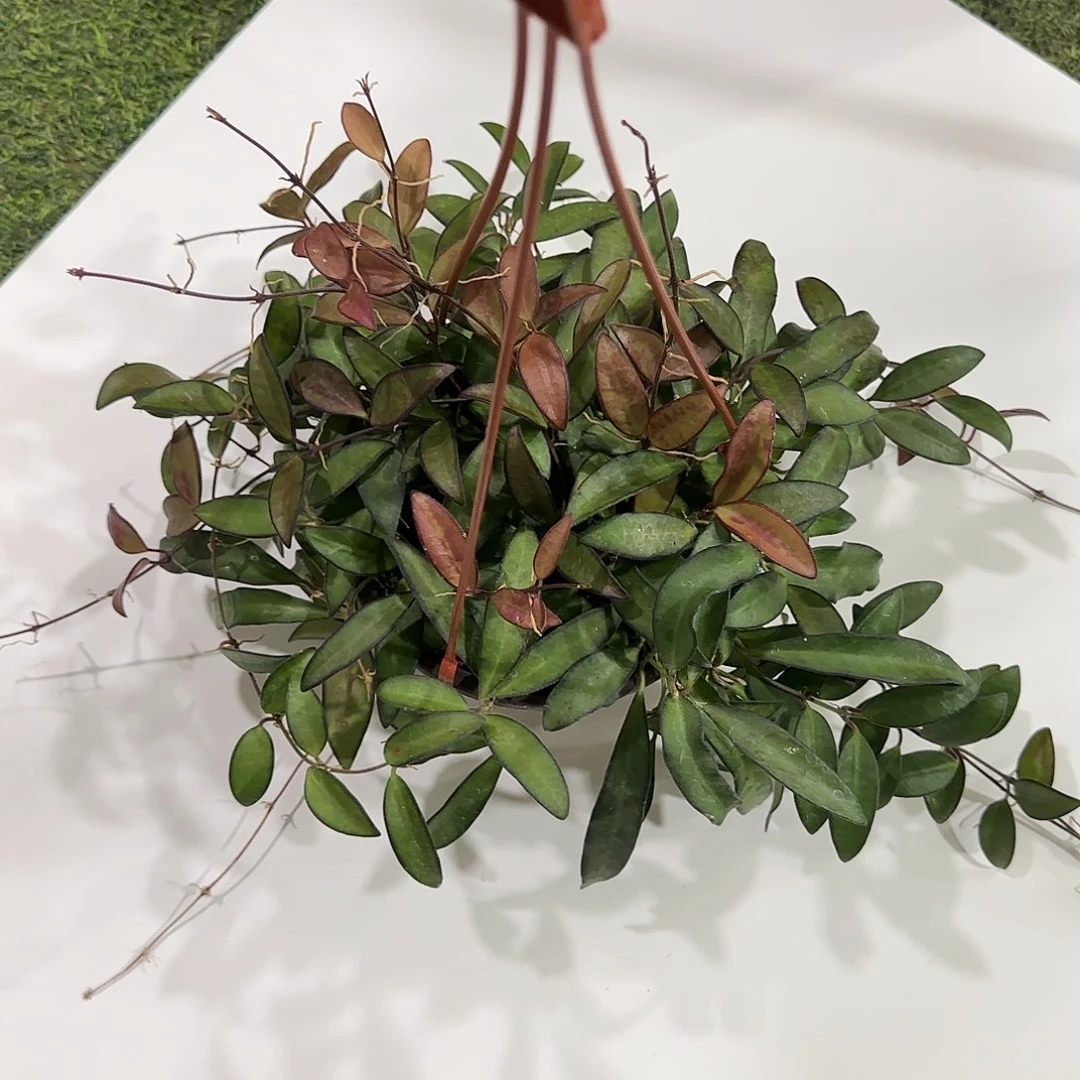 当前无花栽培后可以开花罗斯塔球兰