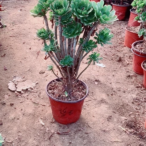 原始绿多肉植物法师28