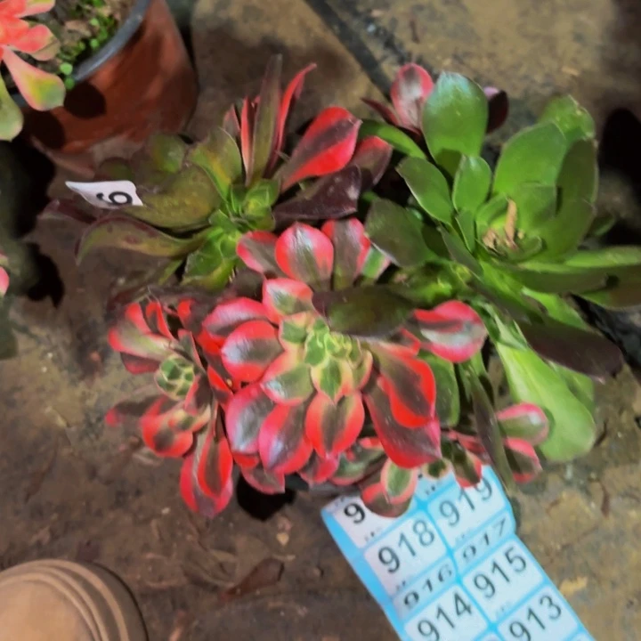 903香妃多肉植物不售后砍头老桩的