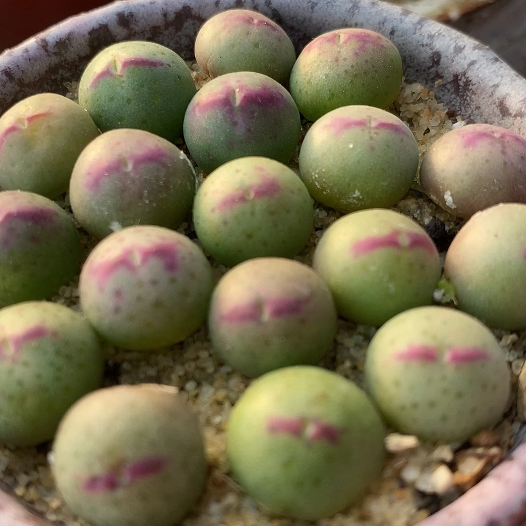 136号皮卡丘一颗。