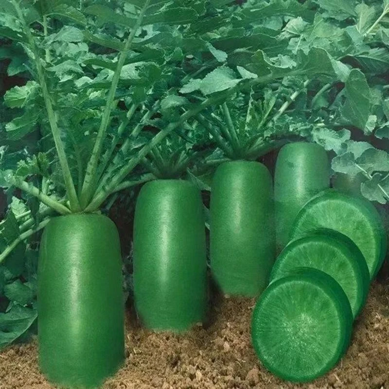 ✔冰糖水果萝卜种子生吃脆甜农家蔬菜种孑四季播种沙窝白绿种籽