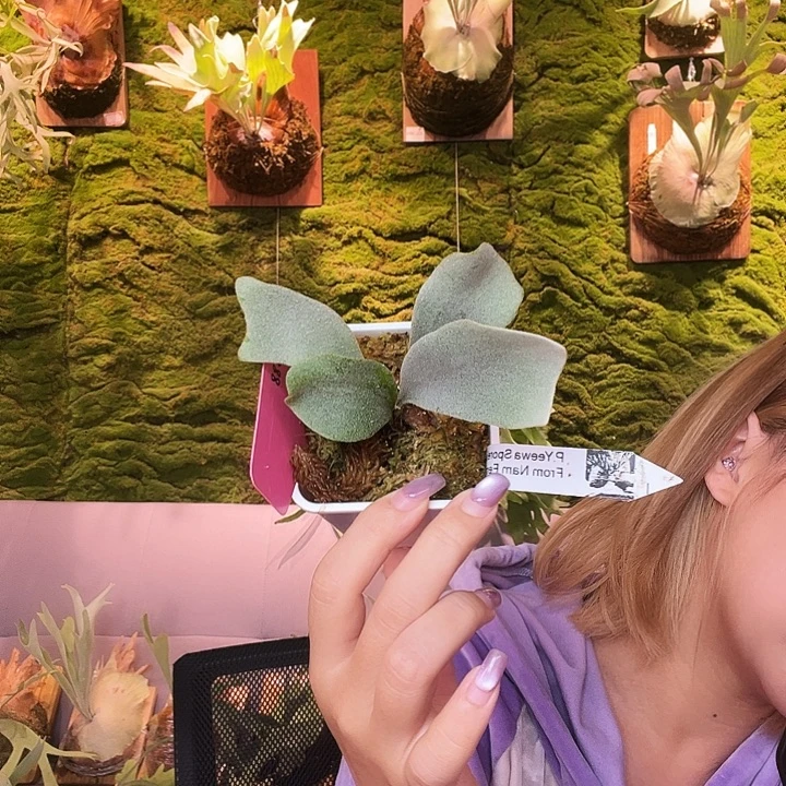 不开花植物南风 yeewa