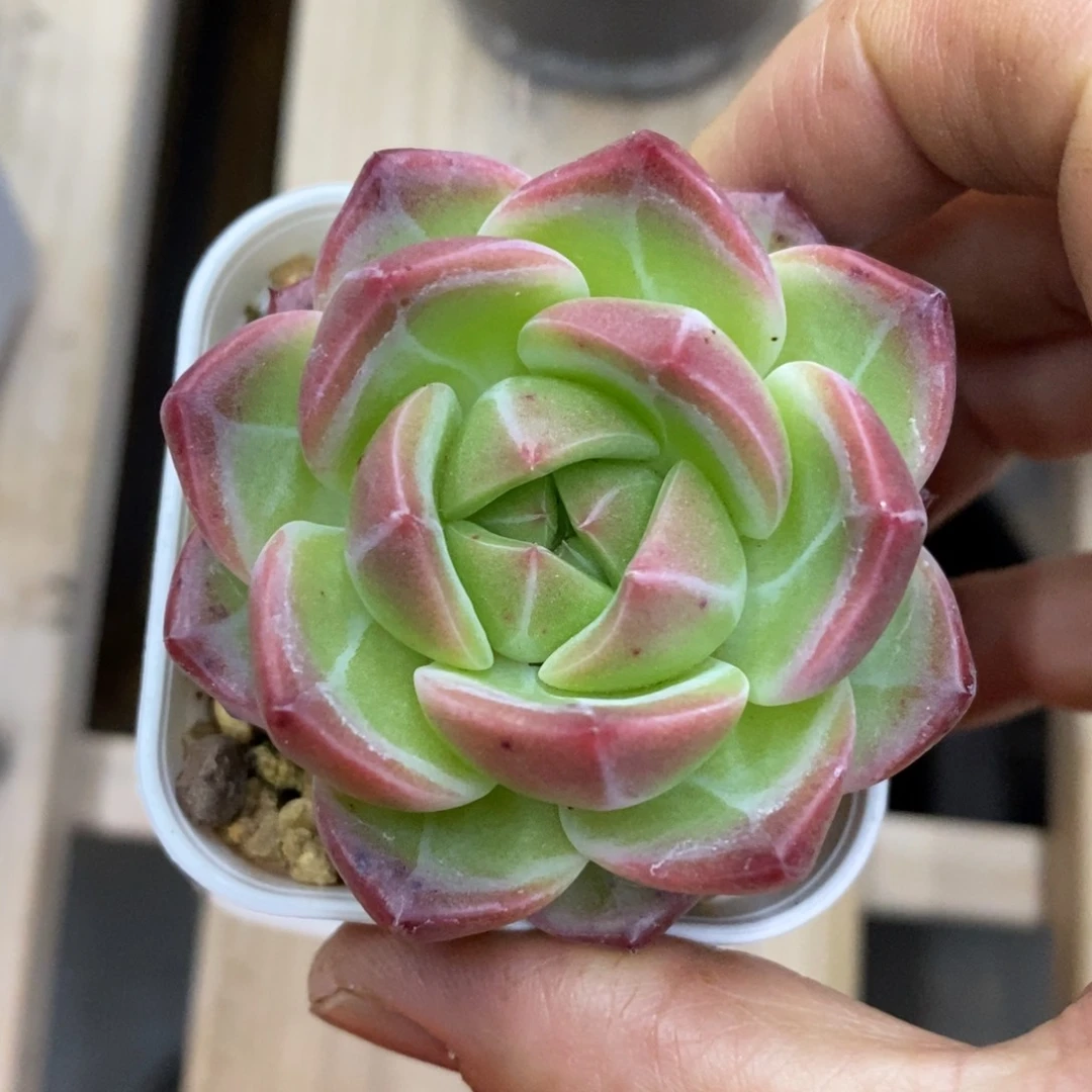 精品多肉一物一拍不包整21