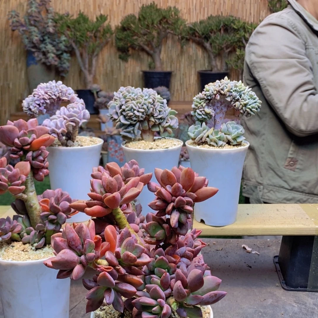 飞**天44号白胖子缀化