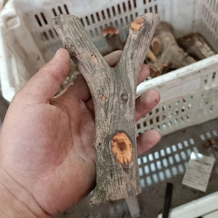 训***师大果紫檀（缅甸花梨）崖柏原叉崖柏
