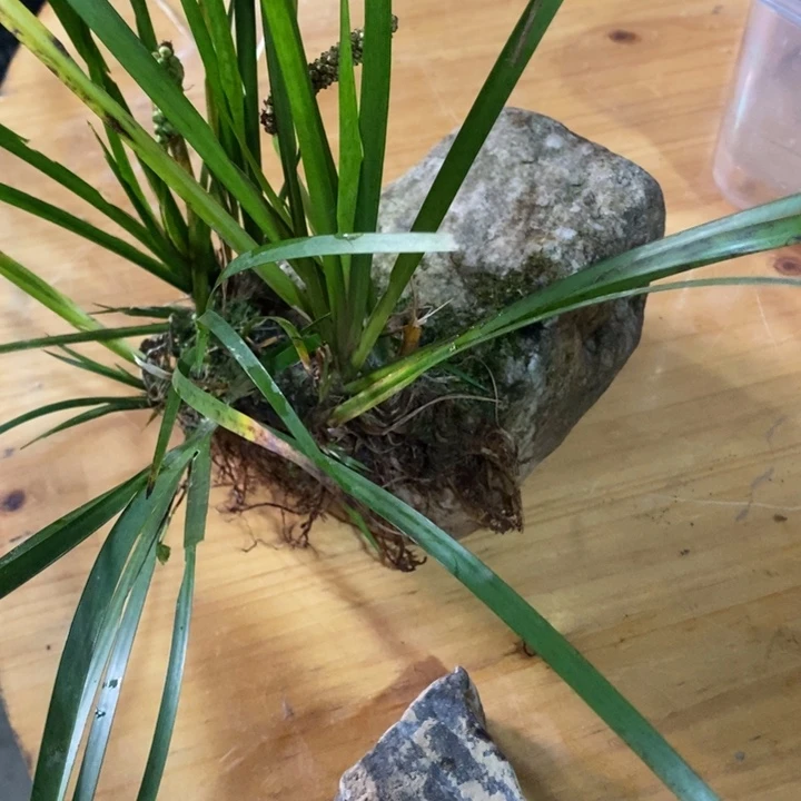 无花朵Q****g菖蒲这就是所谓一次