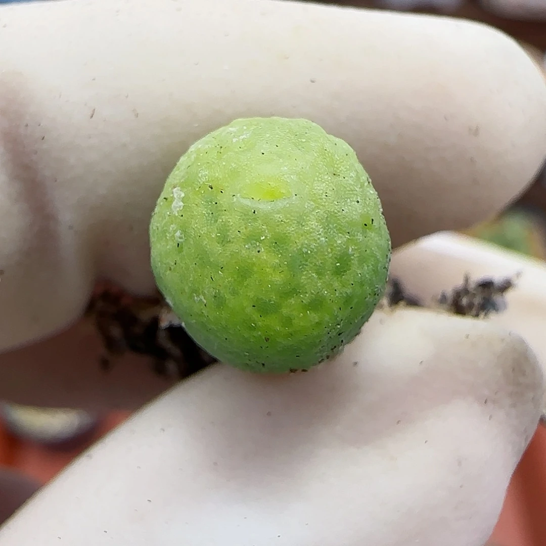 201恐龙蛋福利福利