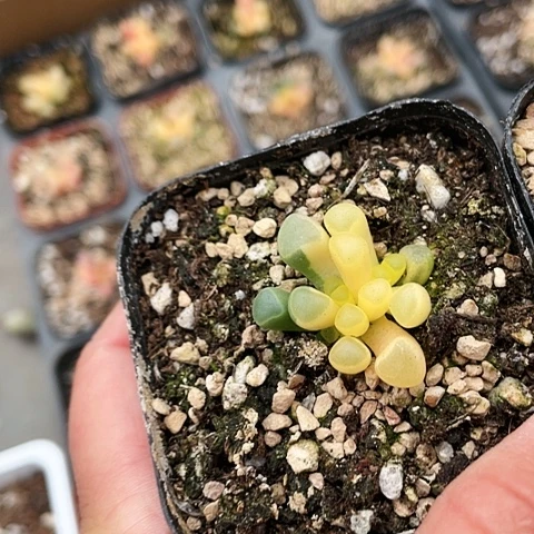 五十铃玉锦2888888888888