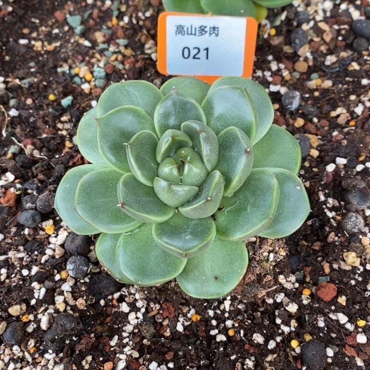 D021- 直播福利 皮爱拉珍妮