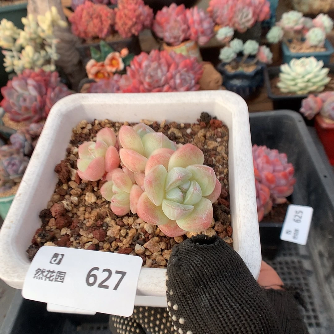 627冰玉多肉植物66666