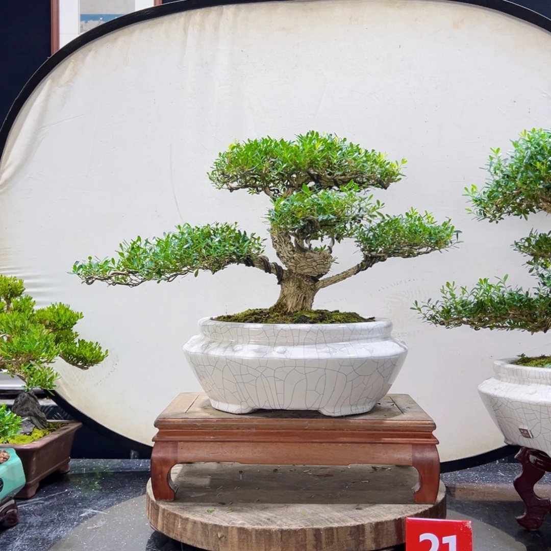 无花朵，****~黄杨盆景四季常青