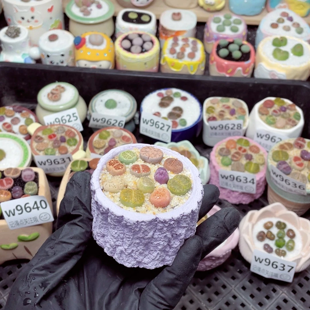 w9642 -零下地区拍保温箱-15支持寄养