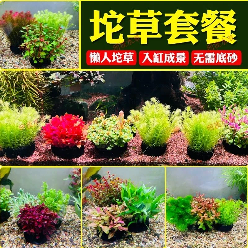 新疆包邮新手好养免种植坨草水草用于鱼缸造景成景水草鱼缸造景