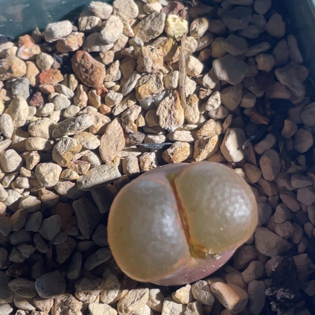 油量窗红风铃植物一物一拍