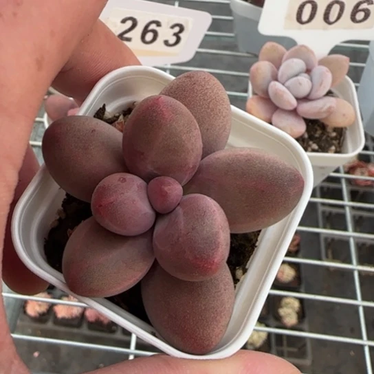 258糖果美人满18包邮多肉