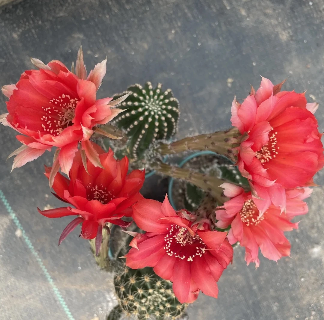 【红花金刚】仙人球盆栽好养奶干旱美观办公花卉绿植净化空气吸甲醛