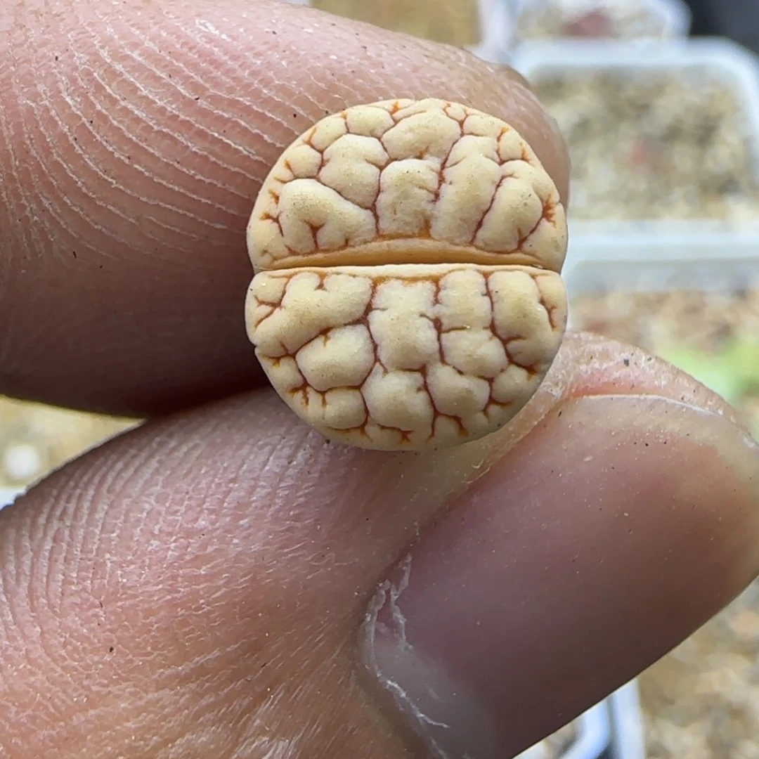 019生石花大棚直播