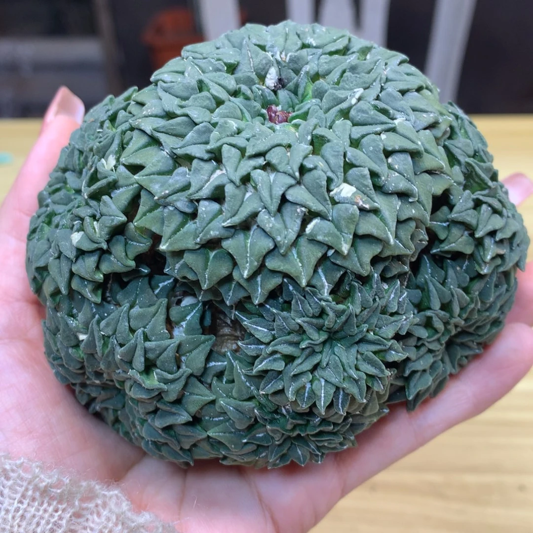 17号 自根 姬牡丹 群生 整体10公分