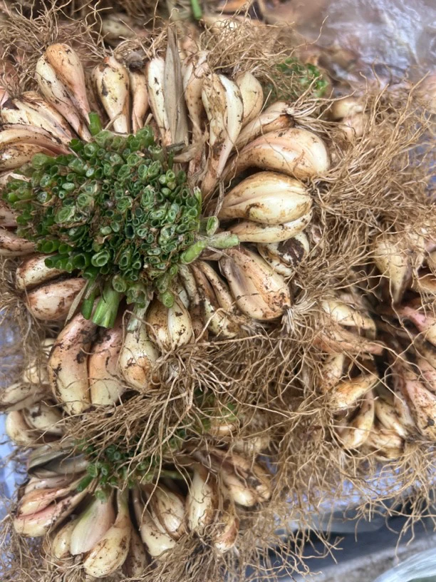 镇雄特产新鲜火葱藠头（炒腊肉、泡蒜头）