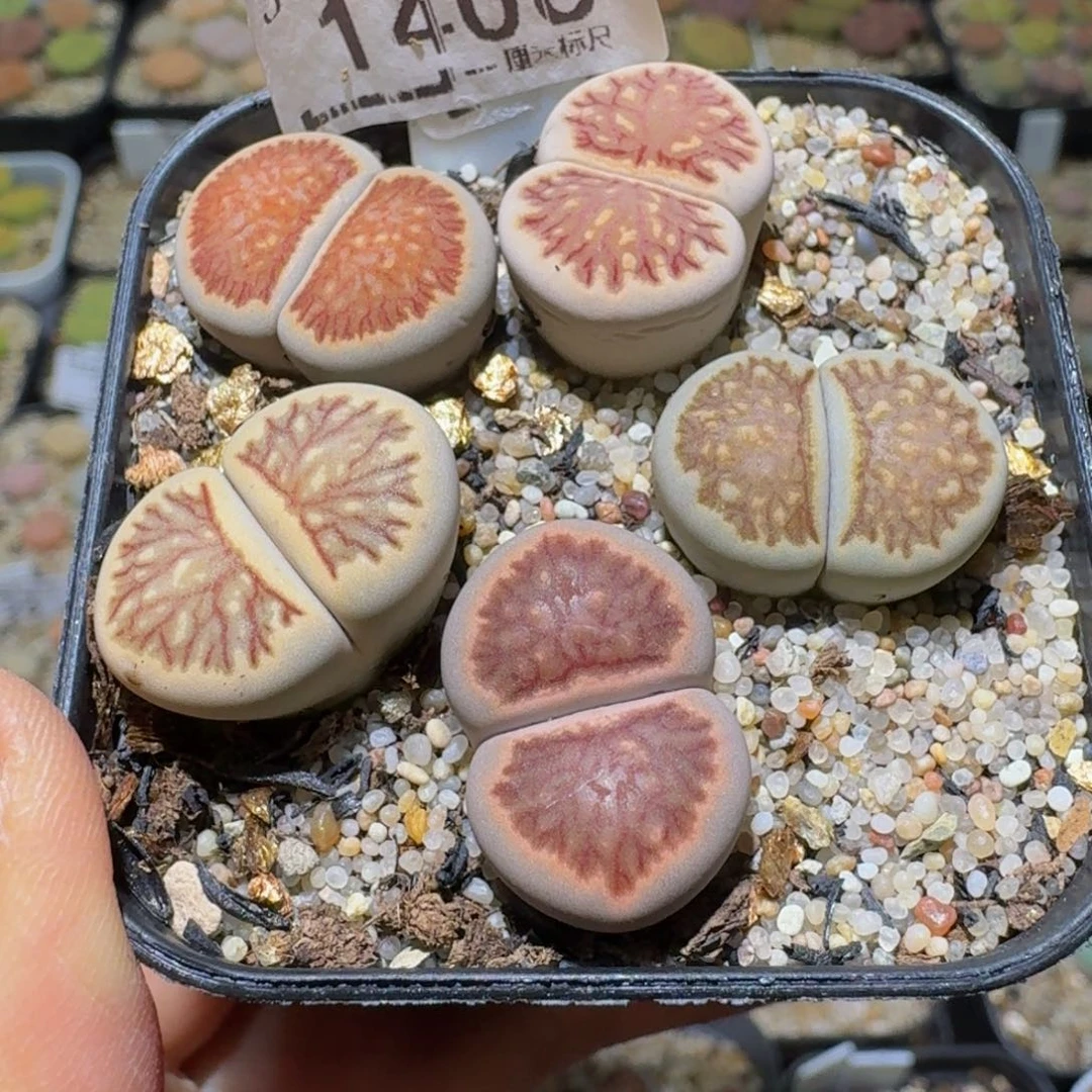 玫****Ssss便宜清货出1406