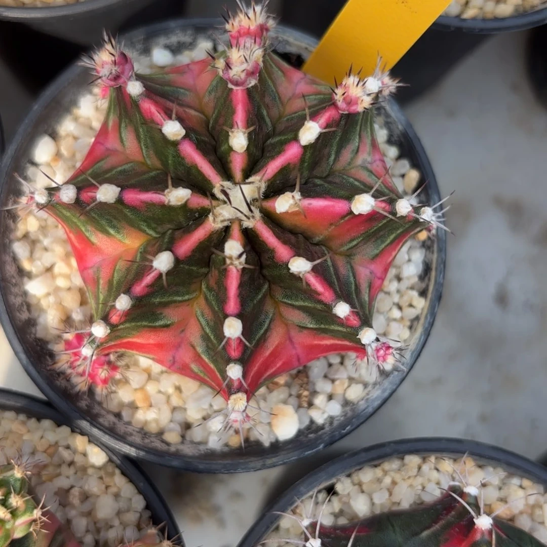 L568-0102泰国发货 潘大妈