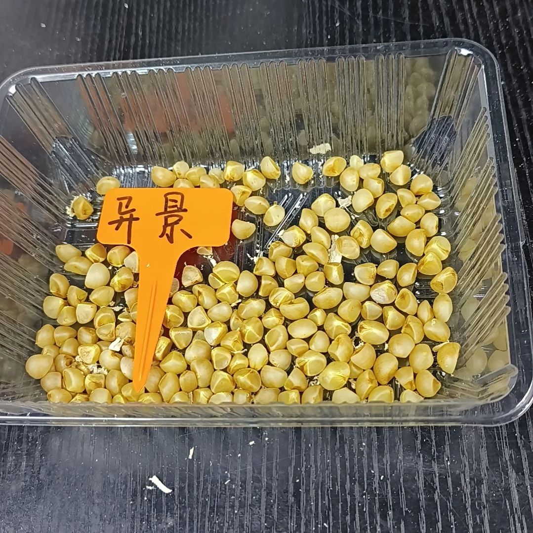 无花朵异景种球5粒