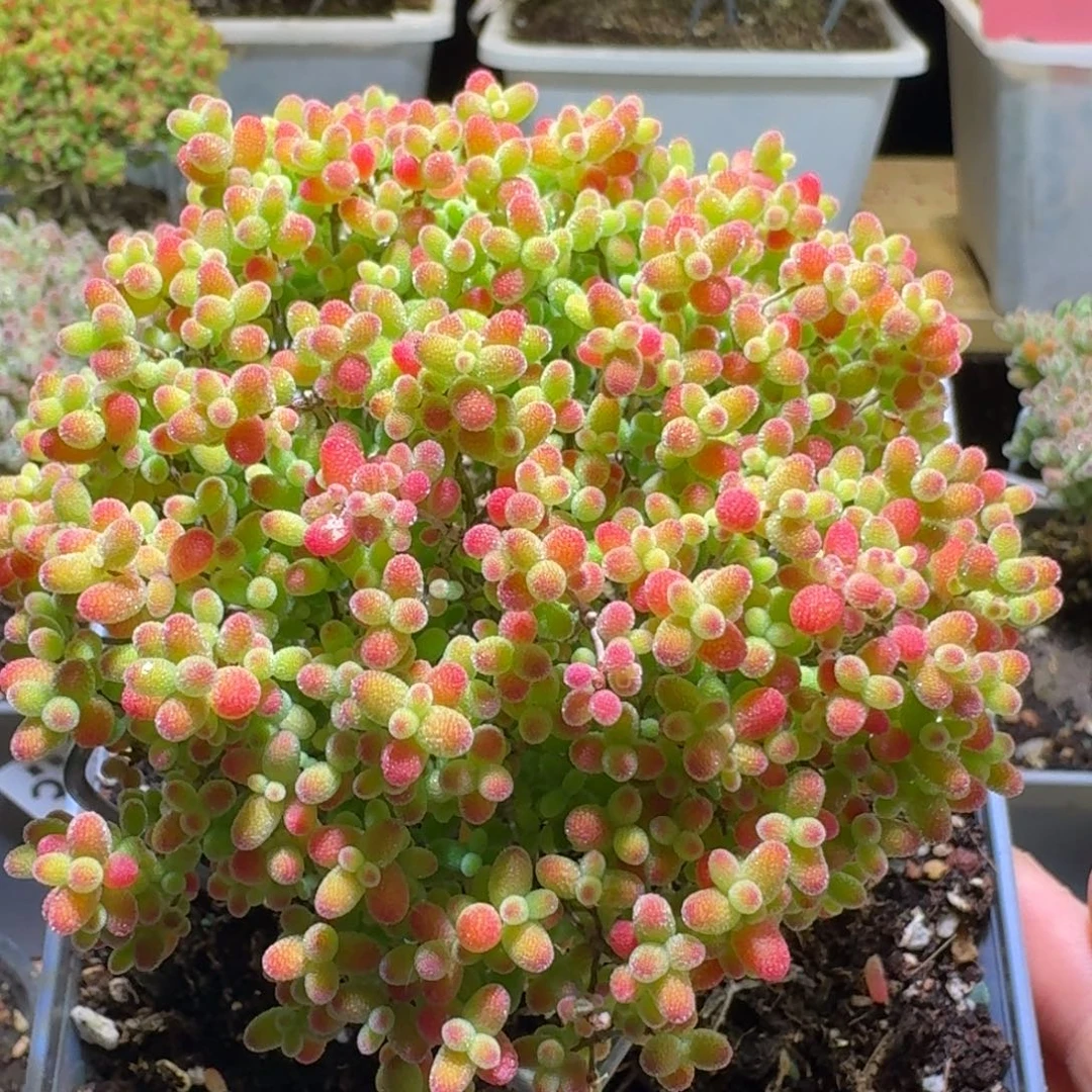 蜜橘糖球枝干番杏326