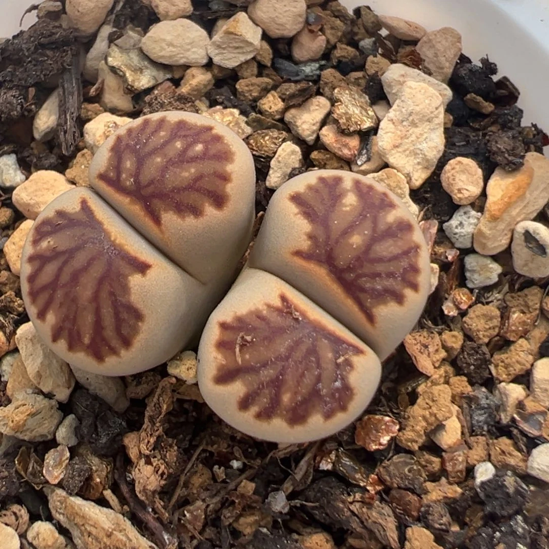 125多肉植物百科知识